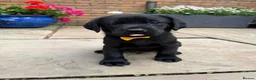 Labrador Retriever dogs for sale: 5 gorgeous Labrador puppies  in Cardiff - Advert 7