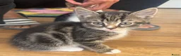 British Shorthair cats for sale: Adorable Kittens Looking for Loving Homes - Advert 19