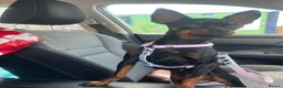 Miniature Pinscher dogs for sale: Loving Homes Wanted for Two Miniature Pinschers - Advert 2