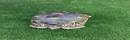 Tortoise reptiles for sale: Radiated Tortoise - Advert 2
