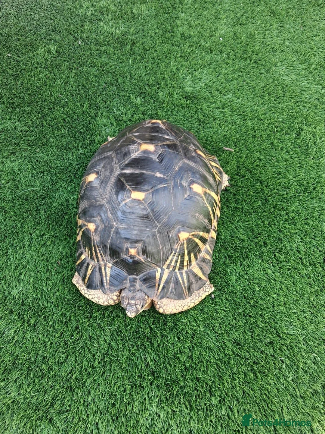 Tortoise reptiles for sale: Radiated Tortoise - Advert 2