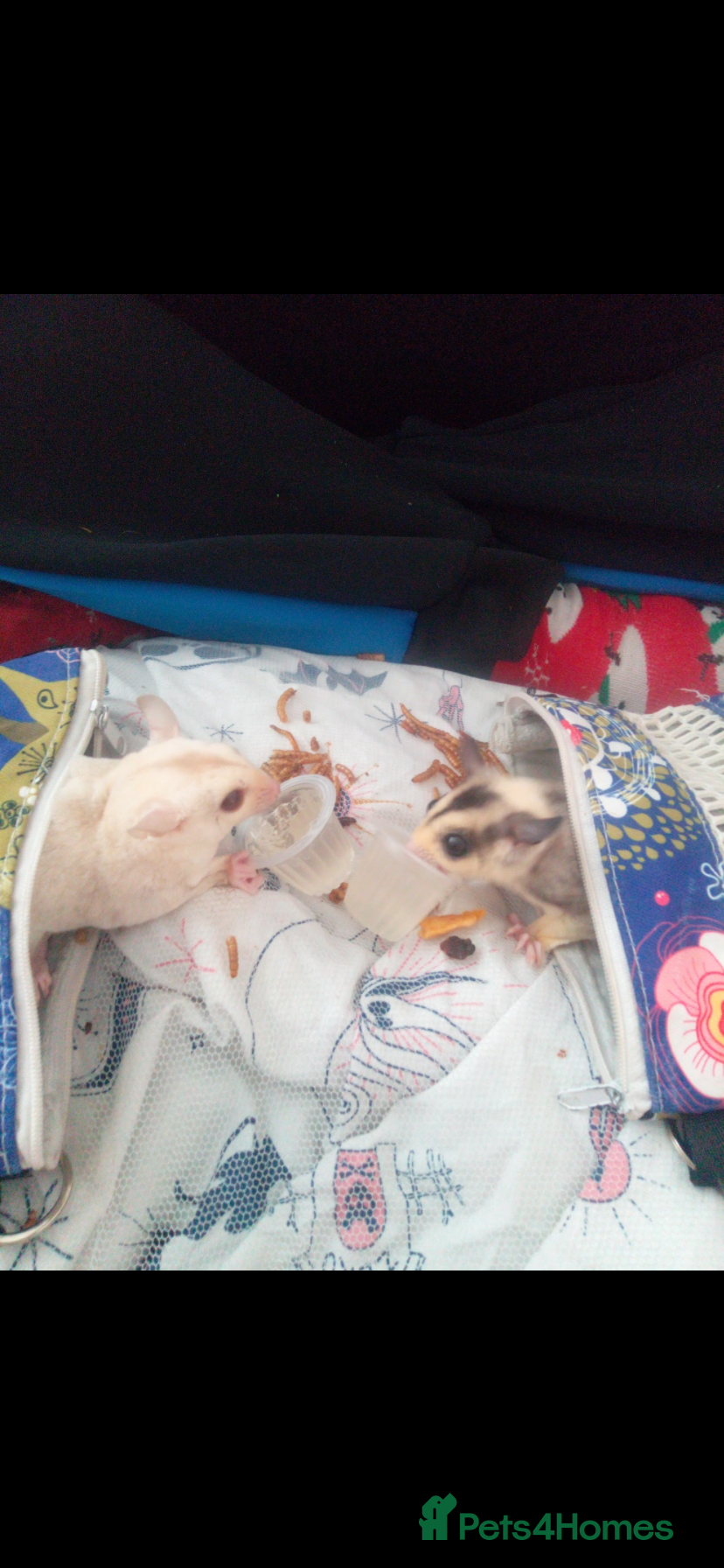 Sugar Glider rodents Mosaic female and uneutered Cremino male  - Advert 3