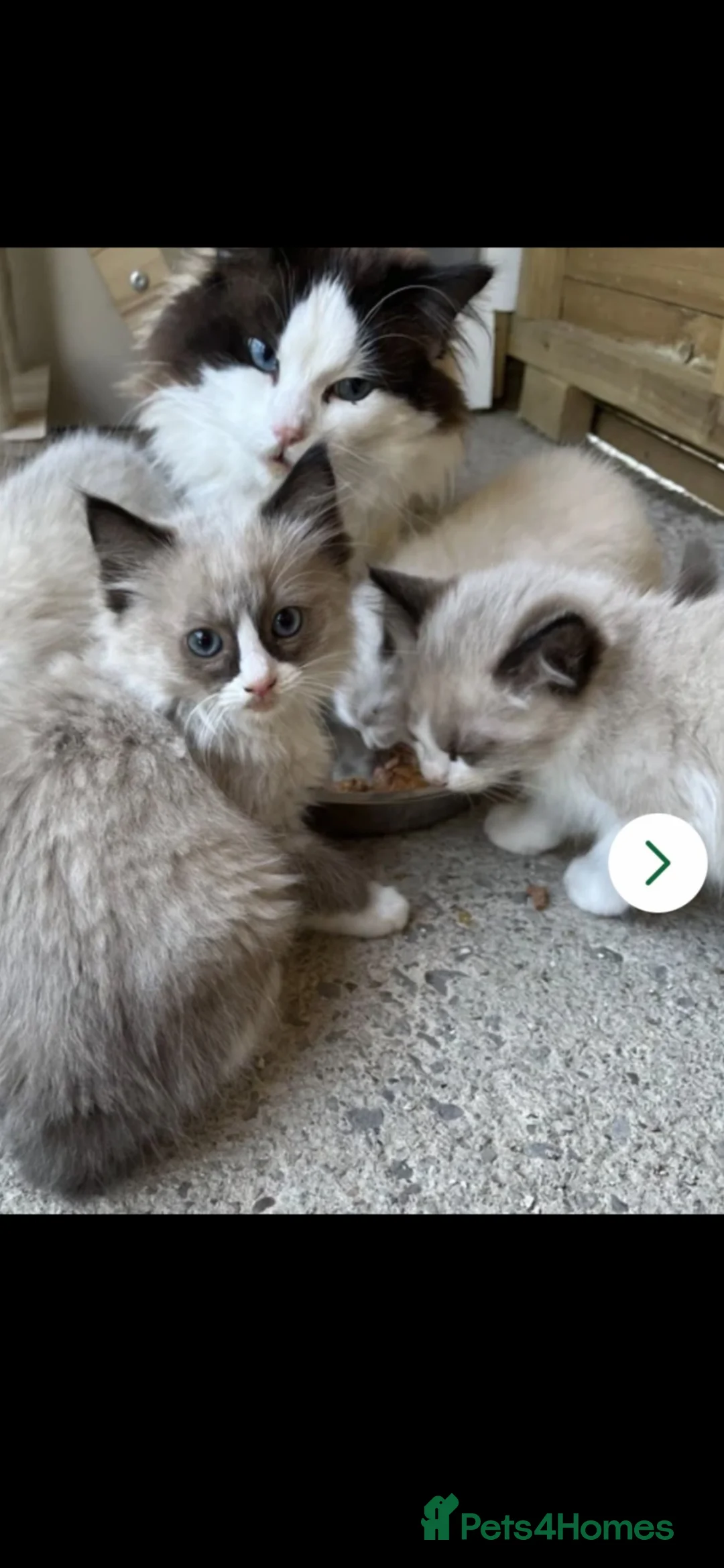 Ragdoll cats for stud: 💙STUNNING PROVEN  BI-COLOUR MALE FOR STUD 💙💙 - Advert 4