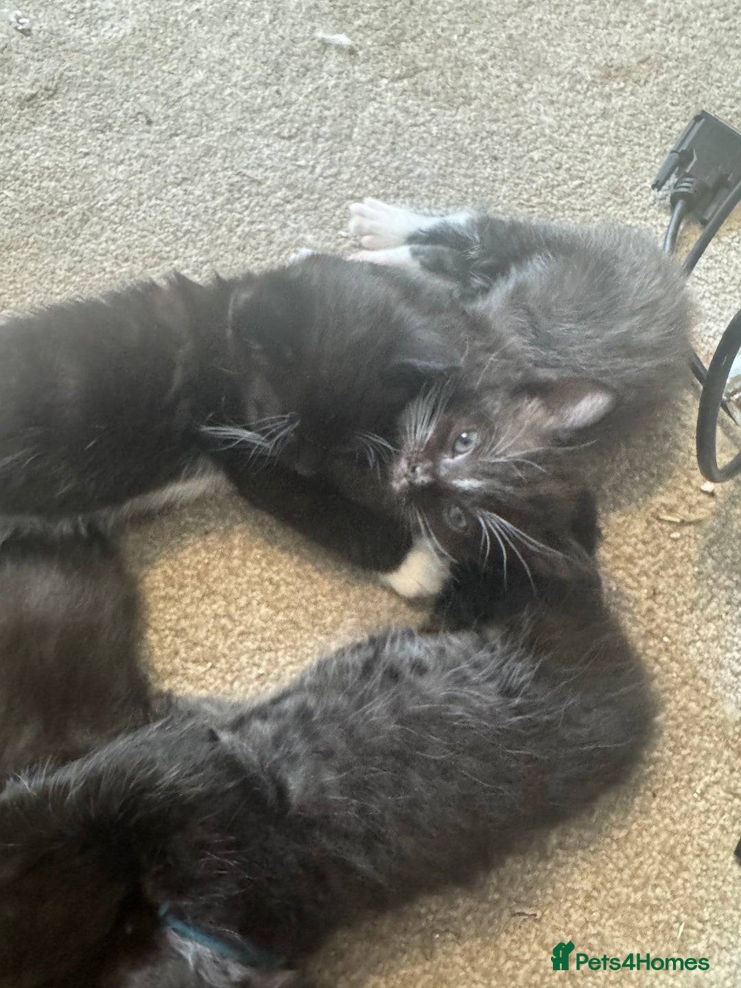 Ragdoll cats for sale: Half Ragdoll kittens  - Image 4