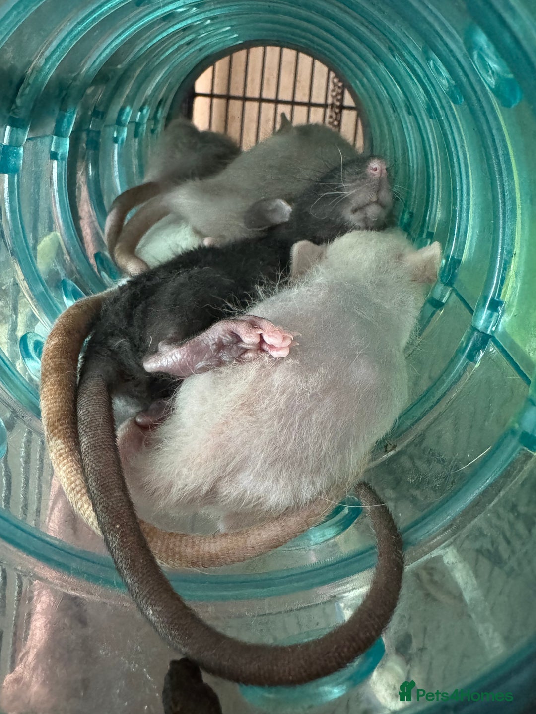 Rat rodents for sale: Rescue Baby Rats - Image 4