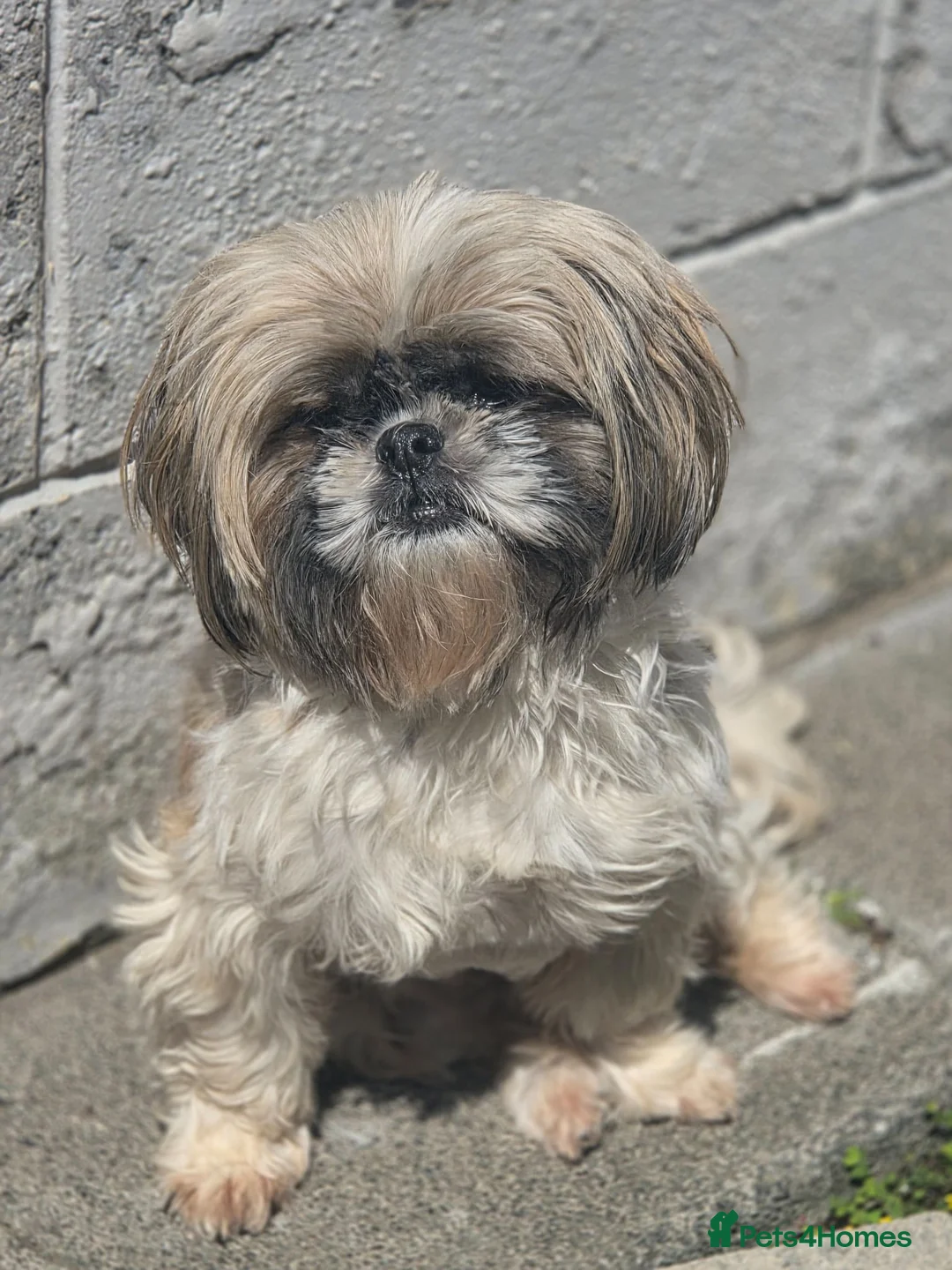 Shih Tzu dogs for sale: Beautiful shihtzu girl - Advert 4