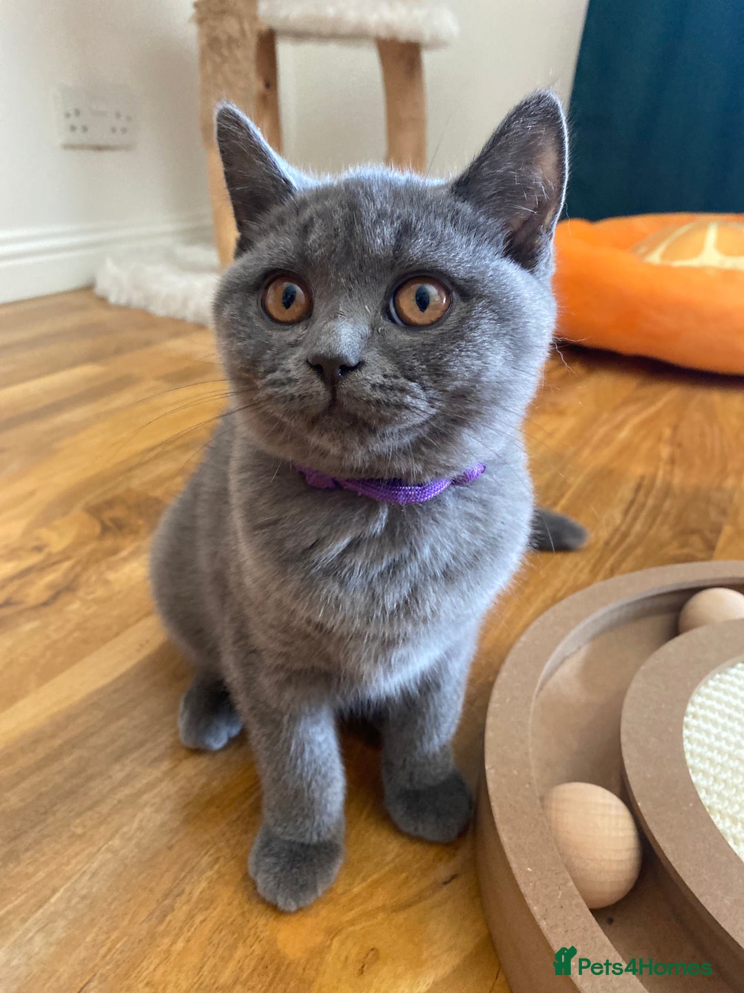 British Shorthair cats for sale: British Shorthair kittens, GCCF Certificate  in Dundee - Image 25