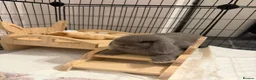 Mini Lop rabbits for sale: Male and Female Mini Lop Rabbits in York - Advert 2