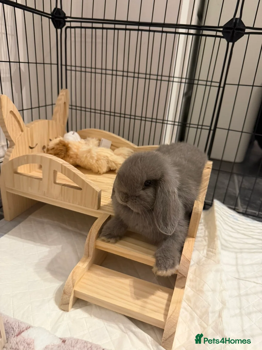 Mini Lop rabbits for sale: Male and Female Mini Lop Rabbits in York - Advert 2
