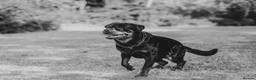 Rottweiler dogs for stud: Proven stud Hector 60kg plus Rottweiler KC Reg  - Advert 9