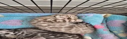 Bengal cats for sale: Championship F6 Beautiful Bengal Kittens ❤️ - Advert 6