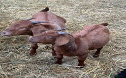 Goats livestock for sale: Boer cross Anglo Nubian  - Image 4