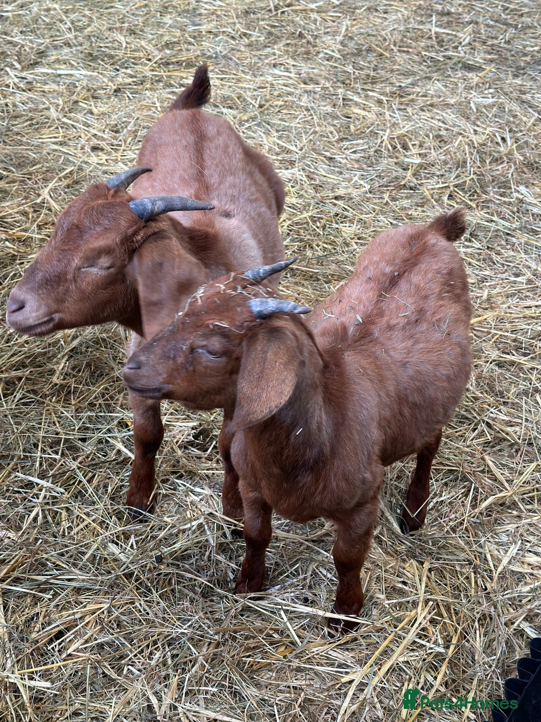 Goats livestock for sale: Boer cross Anglo Nubian  - Image 4