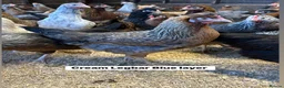 Chickens poultry for sale: Point of lay Hens in a range of breeds  - Advert 2