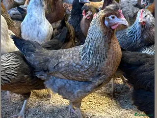 Chickens poultry Point of lay Hens in a range of breeds - Advert 2