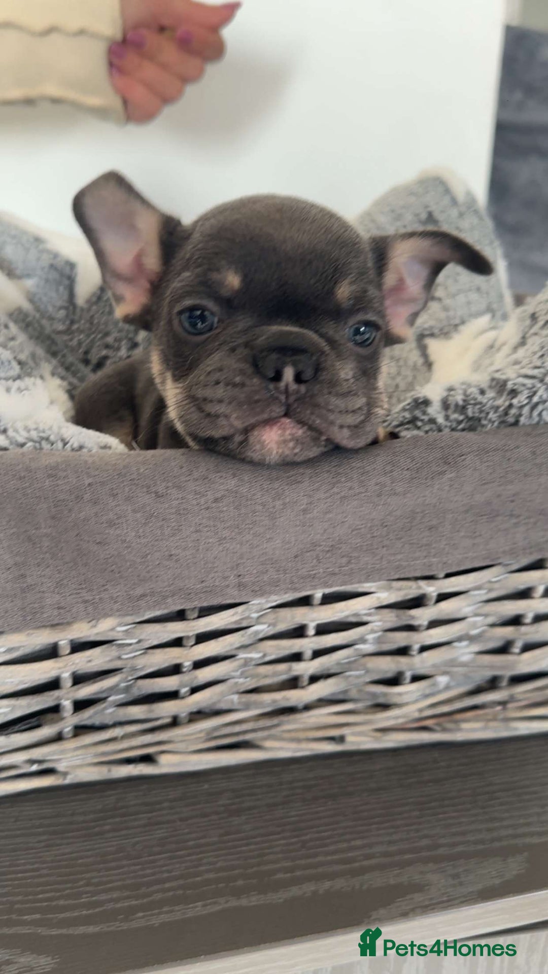French Bulldog dogs for sale: adorable litter of french bulldogs - Image 14