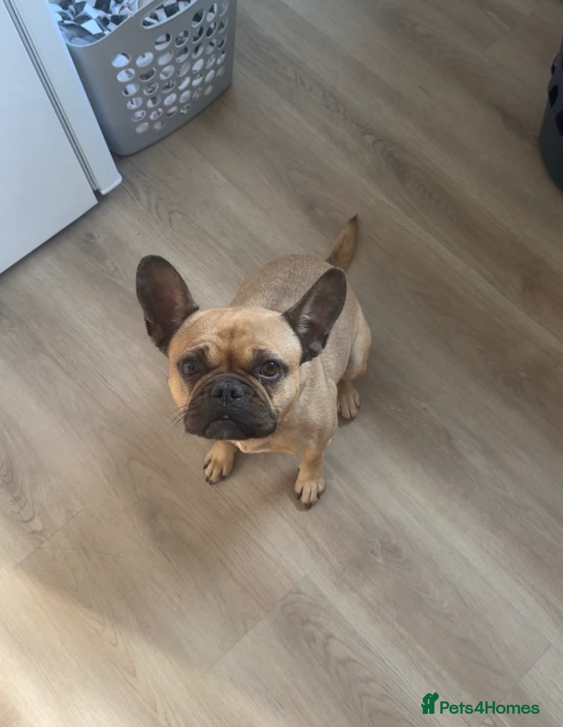 Mixed Breed dogs Peppa - Advert 4