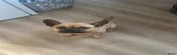 Mixed Breed dogs for sale: Peppa - Advert 1