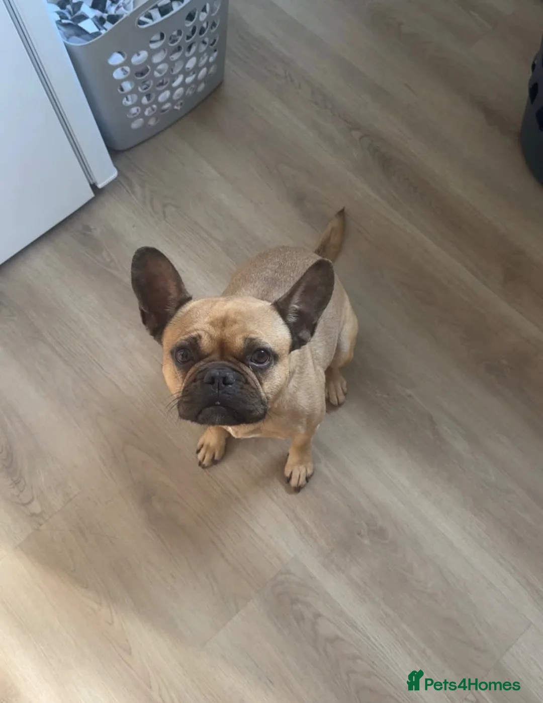Mixed Breed dogs for sale: Peppa - Advert 1