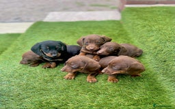 Miniature Dachshund dogs for sale: Miniature daschunds - Image 4