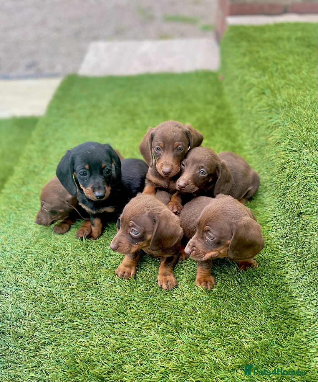 Miniature Dachshund dogs for sale: Miniature daschunds - Image 4