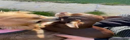 Chihuahua dogs for sale: Pure bred tiny chihuahua puppies  - Advert 20