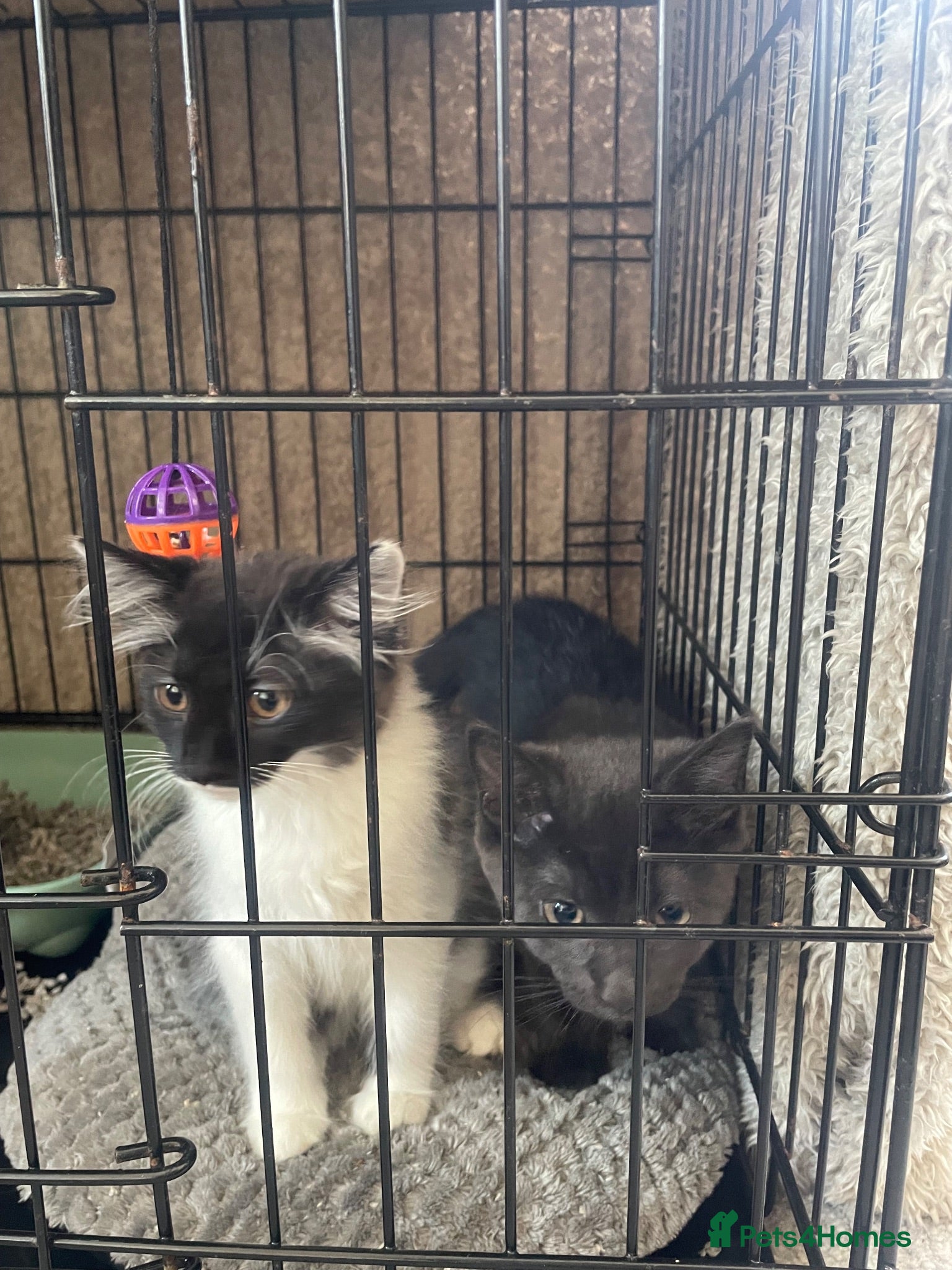 Mixed Breed cats 2 lovely kittens looking for their new home  - Advert 4