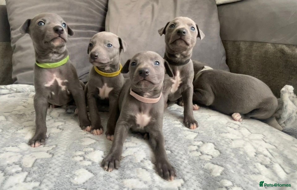 Whippet dogs KC Reg small blue whippet puppies  - Advert 1