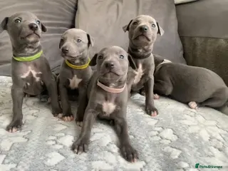 Whippet dogs KC Reg small blue whippet puppies - Advert 1