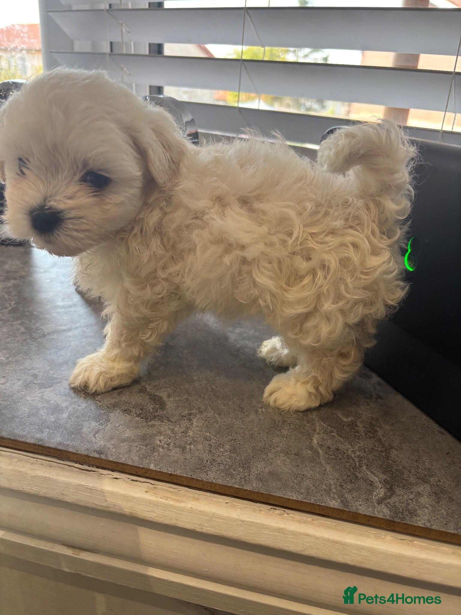 Maltipoo dogs Ready to leave F1 Maltipoo true miniature  - Advert 1