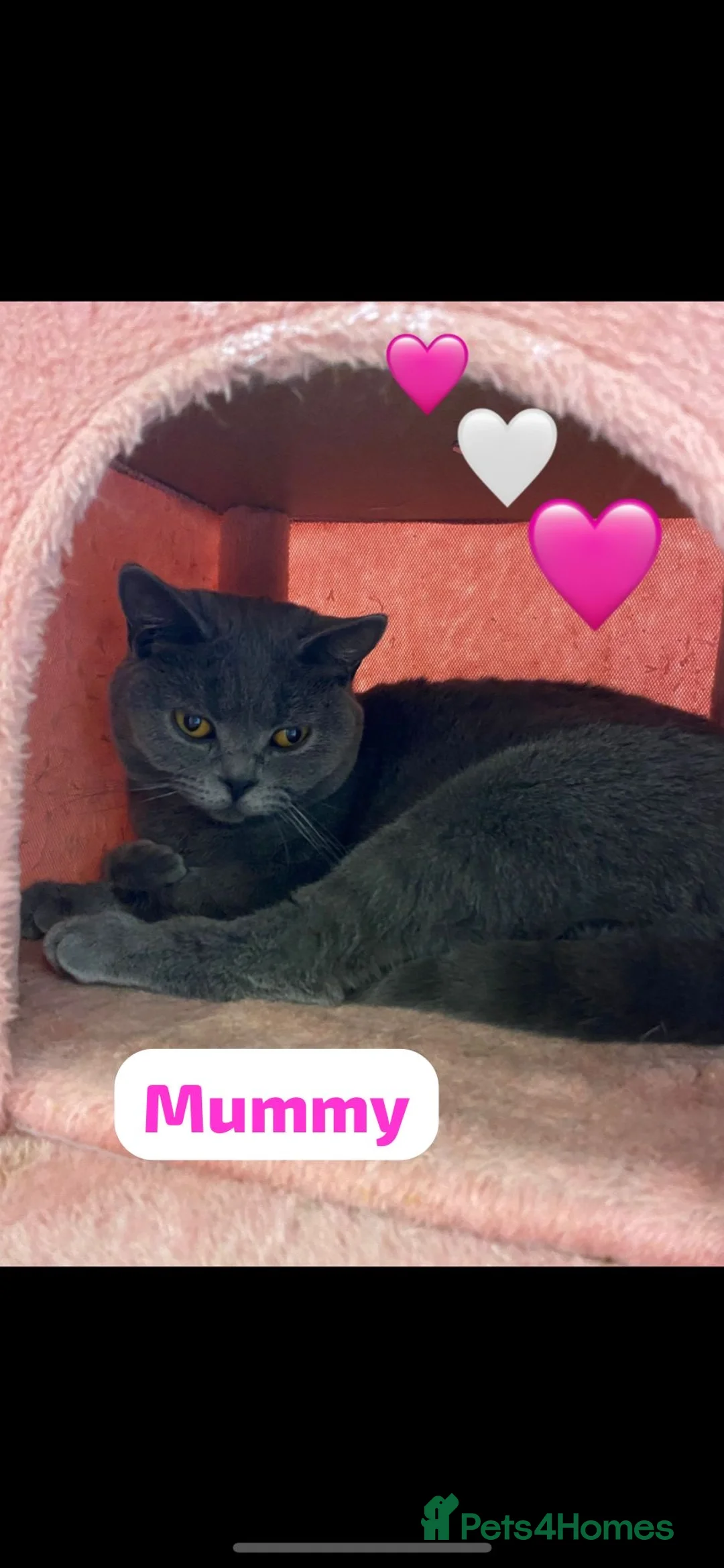 British Shorthair cats for sale: Beautiful British shorthair cross kittens🩵🩷 - Advert 9