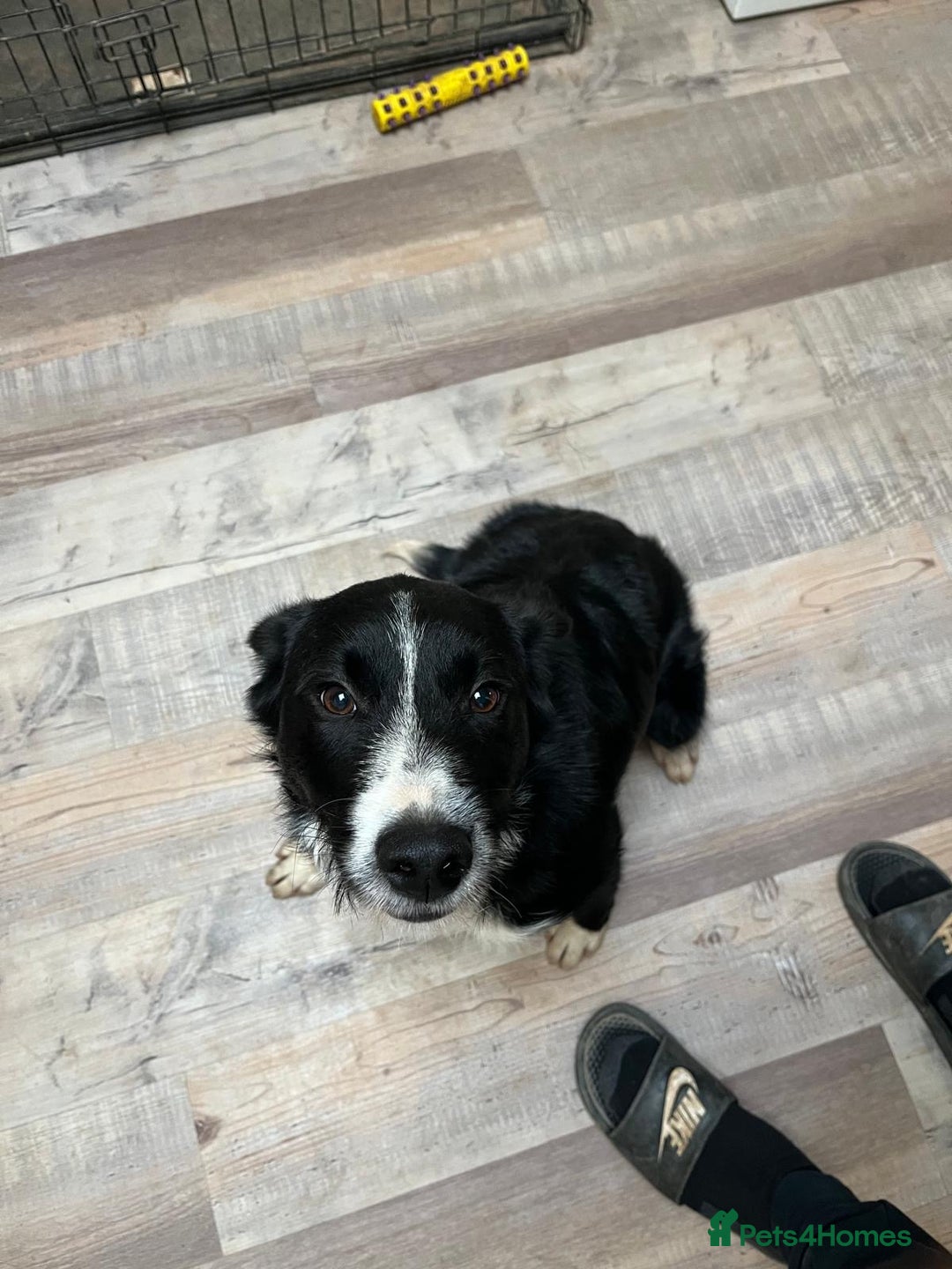 Mixed Breed dogs for sale: Male Border Collie X Labradoodle for Sale - Advert 2