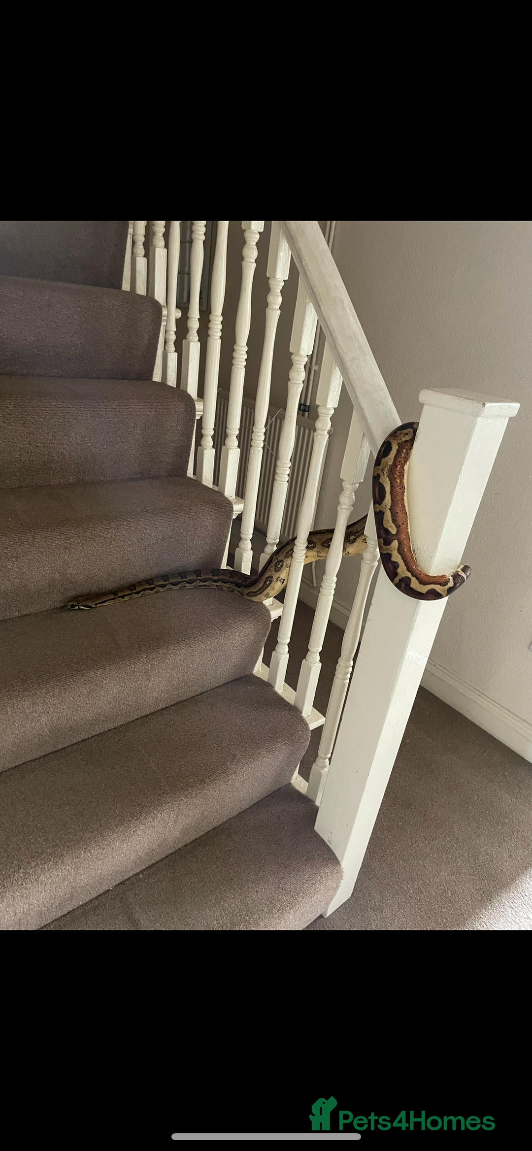 Boa Snake reptiles for sale: Dakota, 6ft female boa constrictor - Advert 4