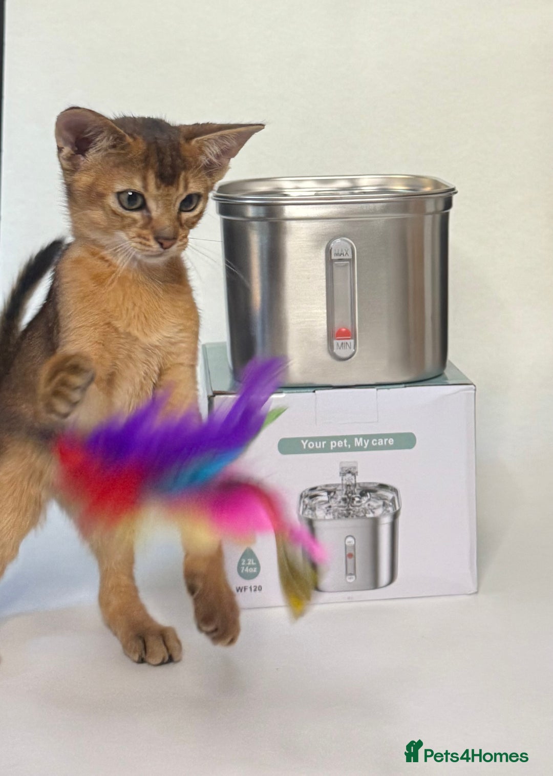 Abyssinian cats for sale: Abyssinian Kitten Boy Tica Show Quality  - Advert 13