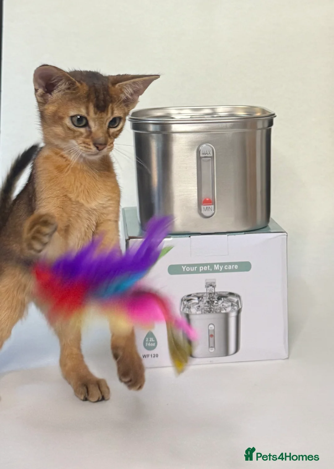 Abyssinian cats for sale: Abyssinian Kitten Boy and girl Tica Show Quality  - Advert 11