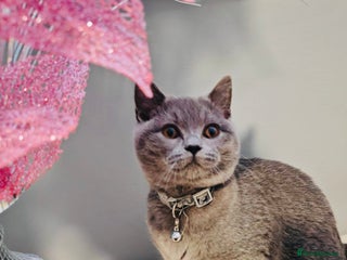 British Shorthair cats Stunning Blue British Shorthair Kitten 19 Weeks! - Advert 6