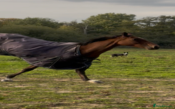 Irish Thoroughbred horses for sale: Companion / project for the further  - Image 7
