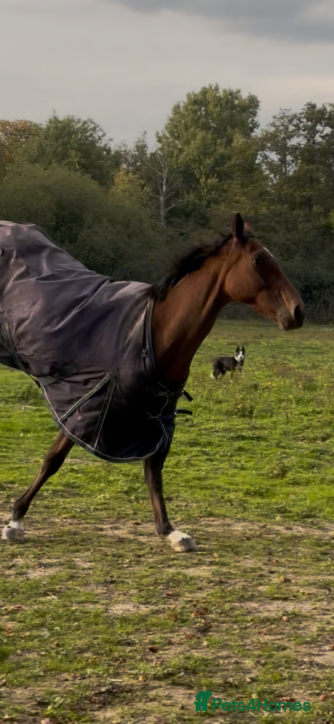Irish Thoroughbred horses for sale: Companion / project for the further  - Image 7