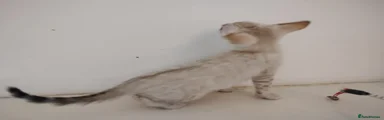 Matilda