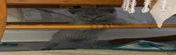 British Shorthair cats for sale: SOLD Only one Purebred Britishshorthair girls  - Advert 9