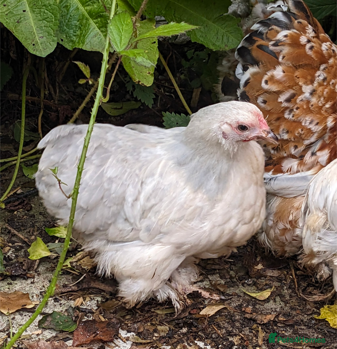 Chickens poultry for sale: Purebred Porcelain, Lavender, Buff Pekin Pullets  - Image 2