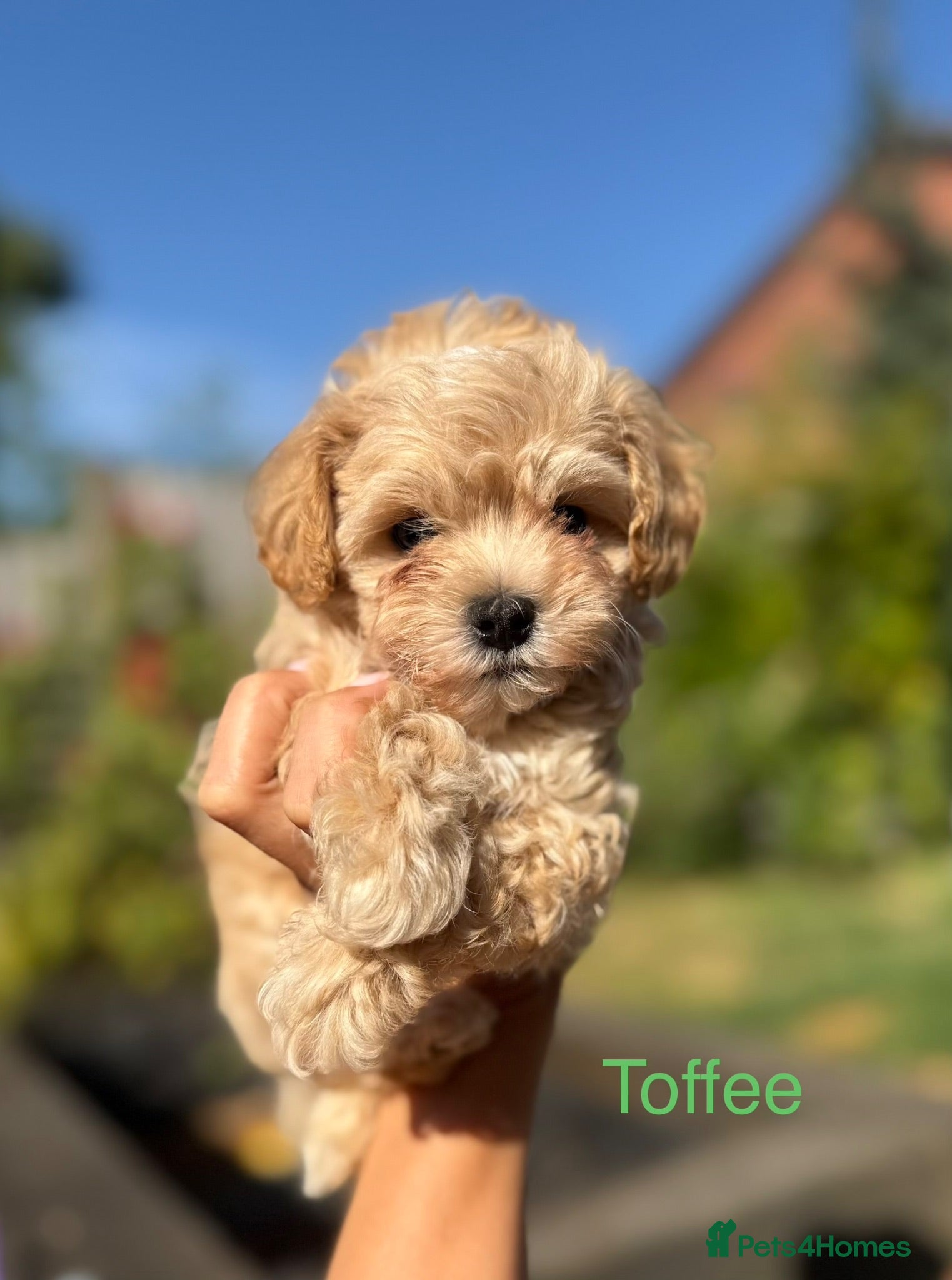 Maltipoo dogs Korean Maltipoo puppies  - Advert 14