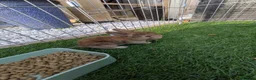 English Lop rabbits for sale: Holland English lop eared rabbits - Advert 5