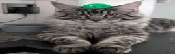 Maine Coon cats for sale: Mainecoon - Advert 3