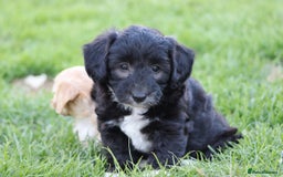 Cavapoochon dogs for sale: Cavapoochon puppies for sale - Image 14