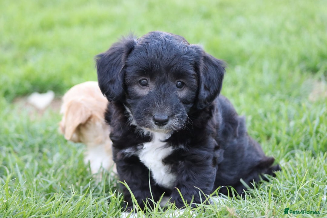 Cavapoochon dogs for sale: Cavapoochon puppies for sale - Image 14