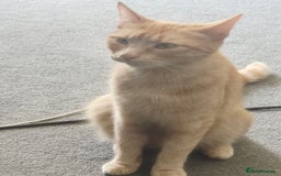 Mixed Breed cats for sale: Ginger kitten male left  - Image 11