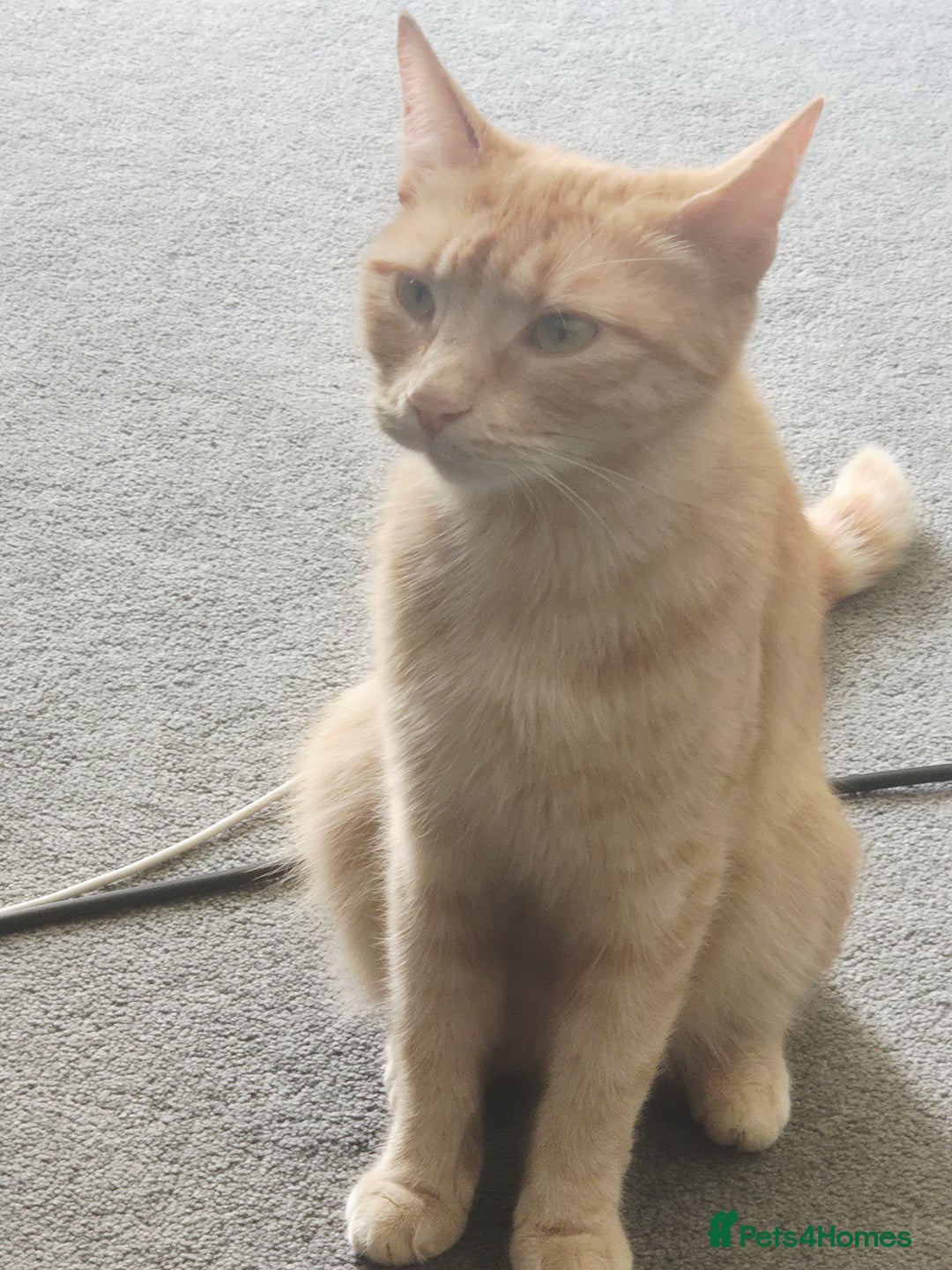 Mixed Breed cats for sale: Ginger kitten male left  - Image 11