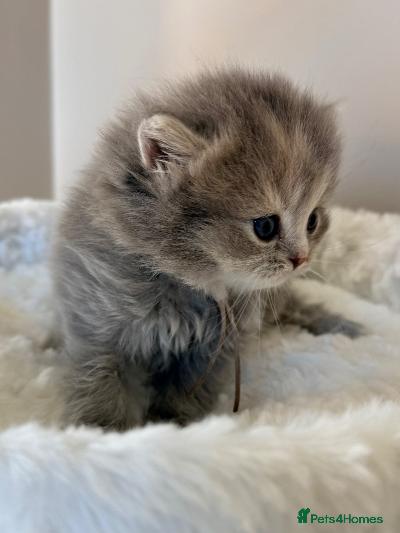 British Longhair cats Blue tortie lh girl *health checked*TICA reg* - Advert 4