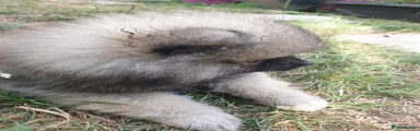 Pomeranian 1